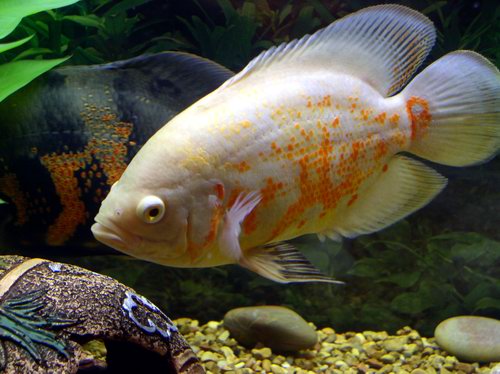 albino.jpg