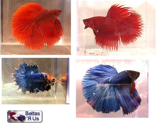 betta1.jpg