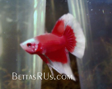 betta2.gif