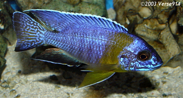 blue.jpg