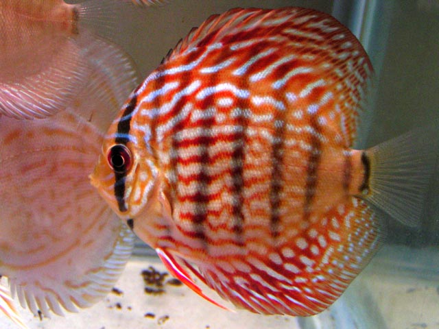 discus1.jpg