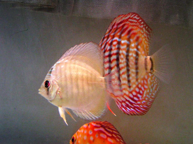 discus2.jpg