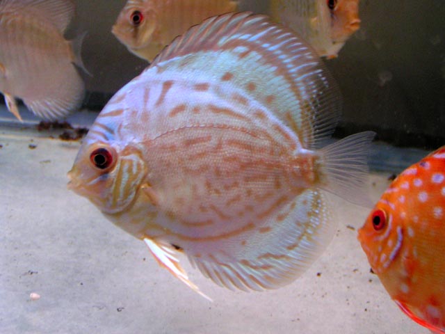 discus3.jpg
