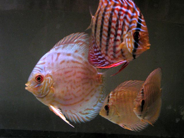 discus4.jpg