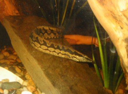 whitespot.jpg